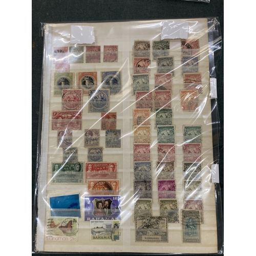 Lot 244       