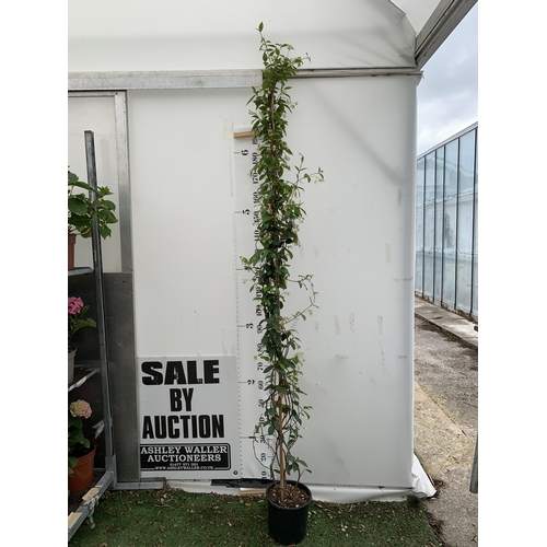 Lot 1         