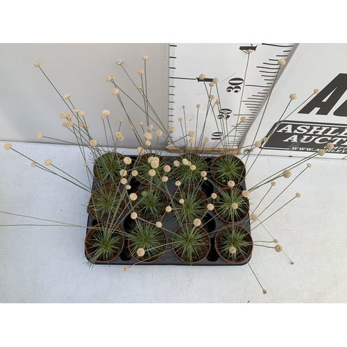 acheter plante Grande vente de Plantes