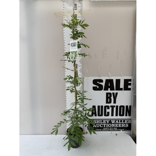 Lot 14        