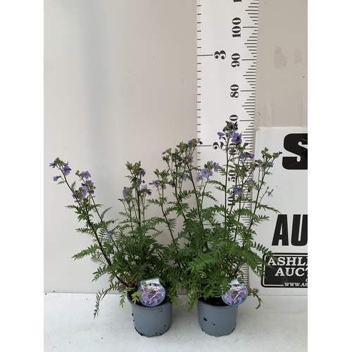 Lot 20        