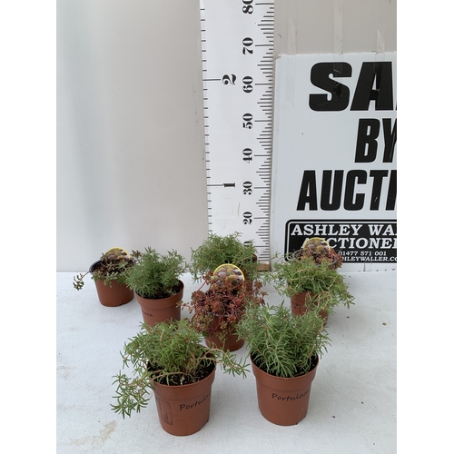 Lot 21        
