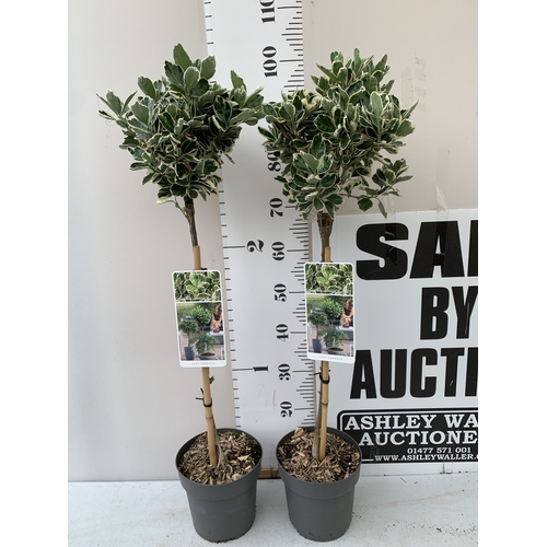 Lot 23        