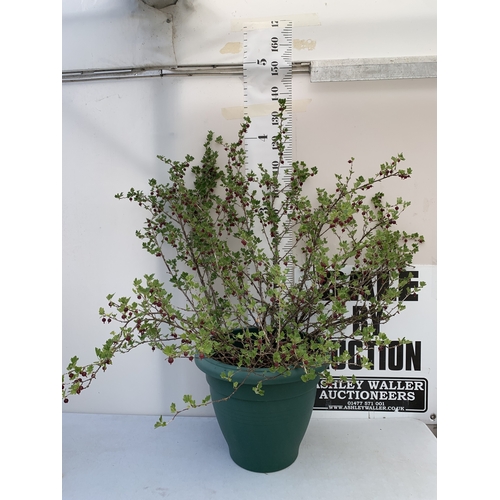 Lot 24        