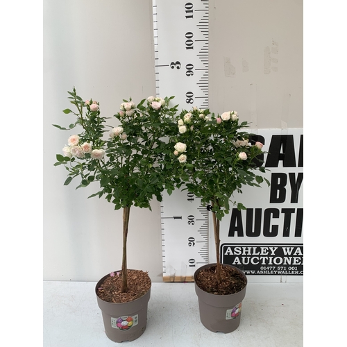 Lot 25        