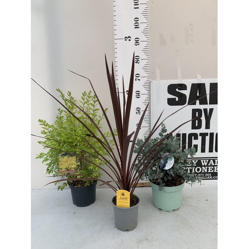 Lot 26        
