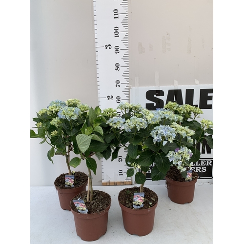 Lot 27        
