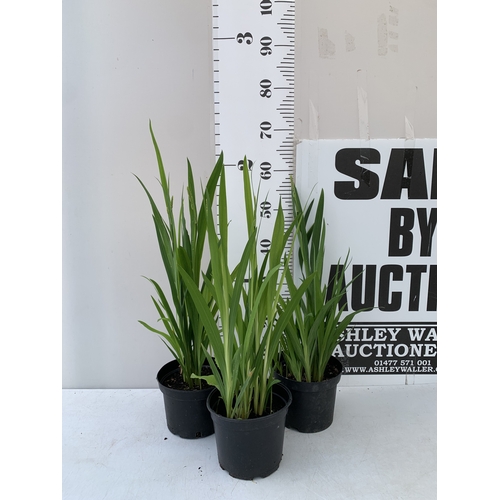 Lot 29        