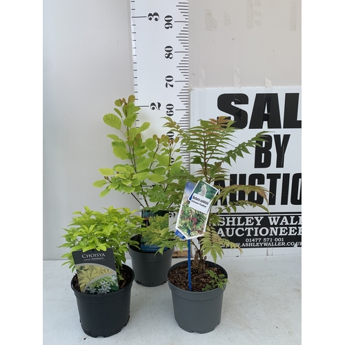 Lot 32        
