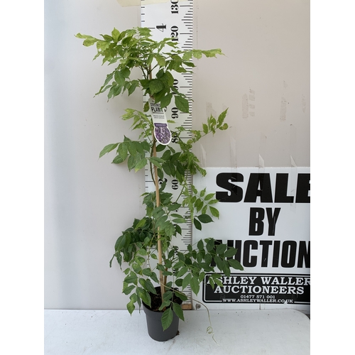 Lot 35        