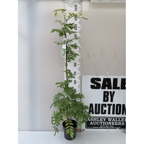 Lot 36        