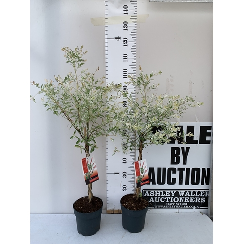 Lot 50        