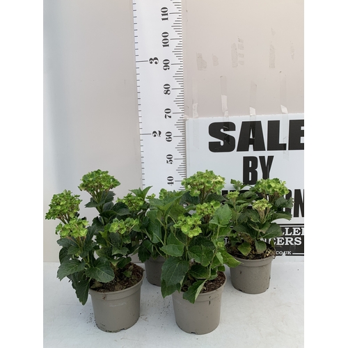 Lot 51        