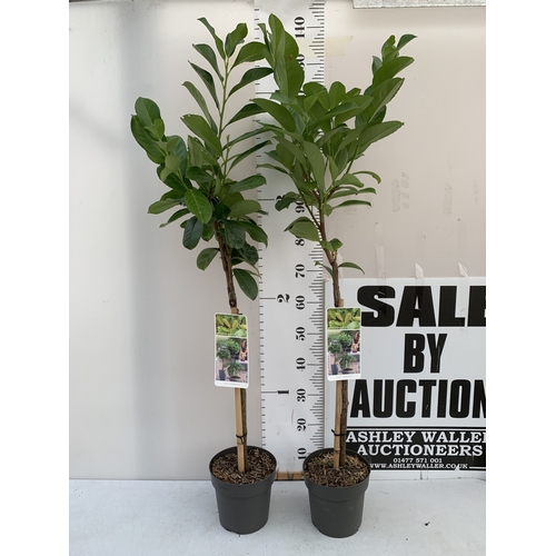Lot 54        