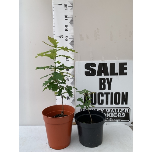 Lot 55        