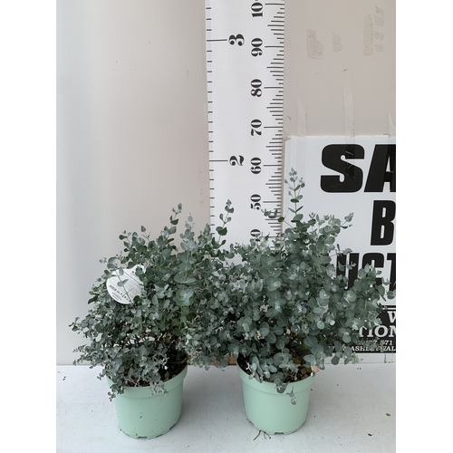 Lot 56        