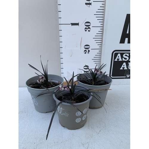 Lot 57        