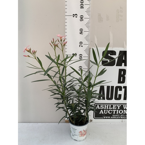 Lot 6         