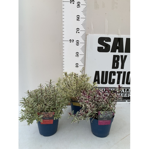Lot 60        