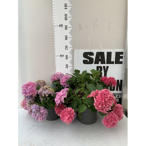 Lot 65        