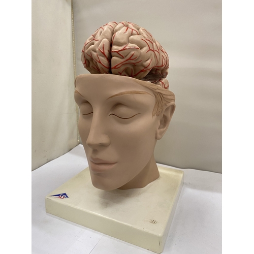 34 - A 3-D SCIENTIFIC GERMAN TEACHING AID FOR THE BRAIN