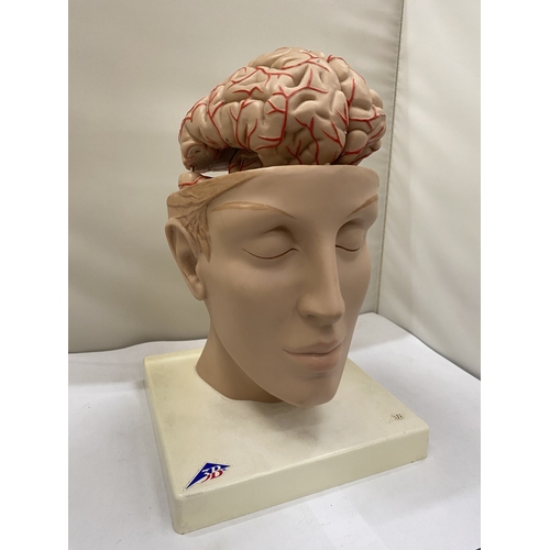 34 - A 3-D SCIENTIFIC GERMAN TEACHING AID FOR THE BRAIN