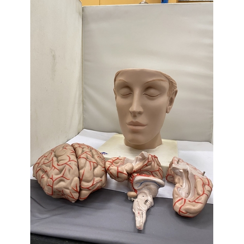 34 - A 3-D SCIENTIFIC GERMAN TEACHING AID FOR THE BRAIN