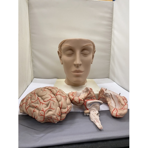 34 - A 3-D SCIENTIFIC GERMAN TEACHING AID FOR THE BRAIN