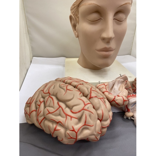 34 - A 3-D SCIENTIFIC GERMAN TEACHING AID FOR THE BRAIN