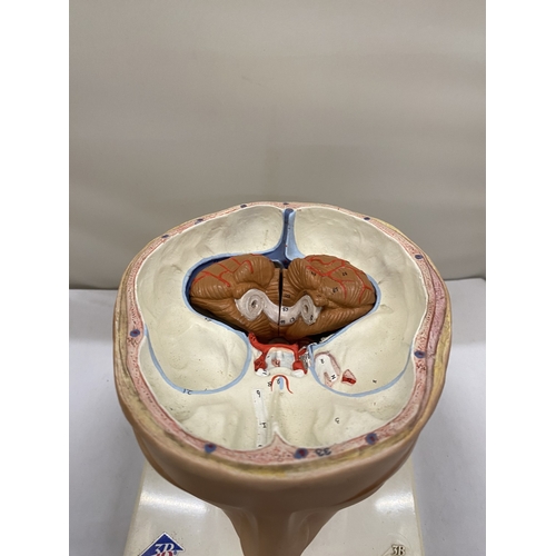 34 - A 3-D SCIENTIFIC GERMAN TEACHING AID FOR THE BRAIN