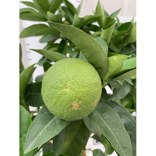 ONE ARANCIO TAROCCO ORANGE CITRUS SINENSIS STANDARD TREE WITH FRUIT. IN ...