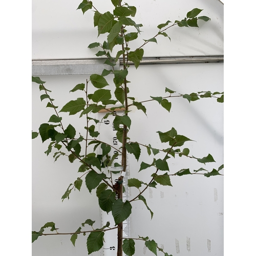 52 - ONE LARGE BETULA FASCINATION OR CHINESE RED BARKED BIRCH. NEARLY 3M TALL IN A 12 LTR POT. WITH DEEP ... 