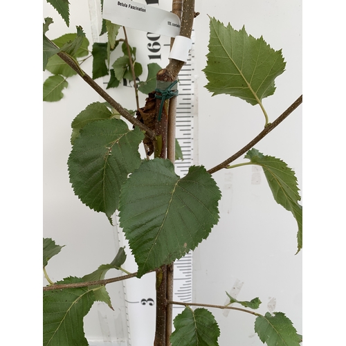 52 - ONE LARGE BETULA FASCINATION OR CHINESE RED BARKED BIRCH. NEARLY 3M TALL IN A 12 LTR POT. WITH DEEP ... 