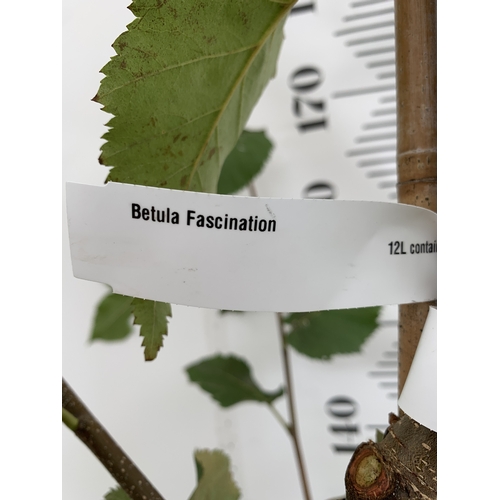 52 - ONE LARGE BETULA FASCINATION OR CHINESE RED BARKED BIRCH. NEARLY 3M TALL IN A 12 LTR POT. WITH DEEP ... 