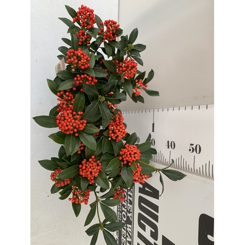 2 - TWO SKIMMIA JAPONICA 'PABELLA' IN 2 LTR POTS. LADEN WITH RED BERRIES. APPROX 40CM TALL, TO BE SOLD F... 