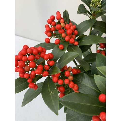 2 - TWO SKIMMIA JAPONICA 'PABELLA' IN 2 LTR POTS. LADEN WITH RED BERRIES. APPROX 40CM TALL, TO BE SOLD F... 