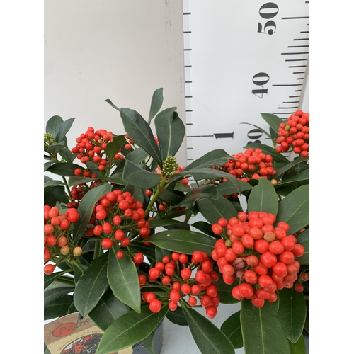 2 - TWO SKIMMIA JAPONICA 'PABELLA' IN 2 LTR POTS. LADEN WITH RED BERRIES. APPROX 40CM TALL, TO BE SOLD F... 