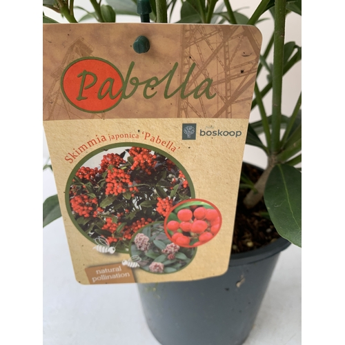 2 - TWO SKIMMIA JAPONICA 'PABELLA' IN 2 LTR POTS. LADEN WITH RED BERRIES. APPROX 40CM TALL, TO BE SOLD F... 