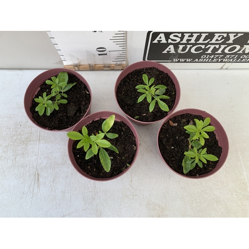 37 - FOUR CHOISYA TERNATA OR MEXICAN ORANGE BLOSSOM IN 2 LTR POTS. LOW MAINTENANCE EVERGREEN SHRUB KNOWN ... 