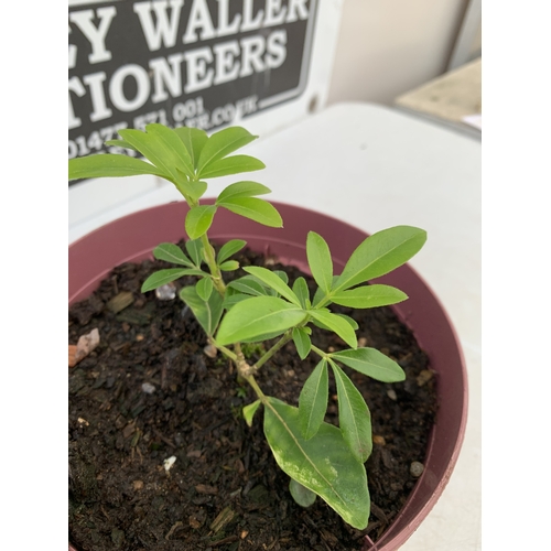 37 - FOUR CHOISYA TERNATA OR MEXICAN ORANGE BLOSSOM IN 2 LTR POTS. LOW MAINTENANCE EVERGREEN SHRUB KNOWN ... 