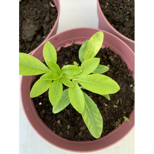 37 - FOUR CHOISYA TERNATA OR MEXICAN ORANGE BLOSSOM IN 2 LTR POTS. LOW MAINTENANCE EVERGREEN SHRUB KNOWN ... 