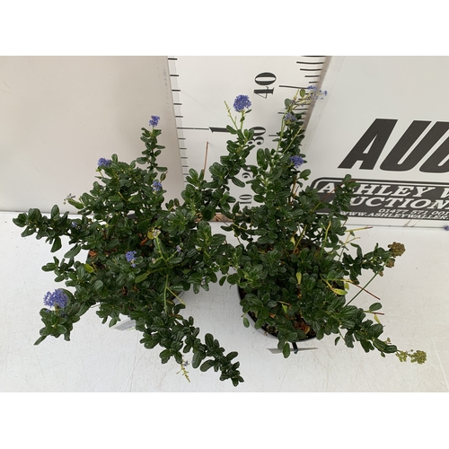 78 - TWO CEANOTHUS IMPRESSUS 'VICTORIA' IN FLOWER, IN 3 LTR POTS. APPROX 40CM TALL, TO BE SOLD FOR THE TW... 
