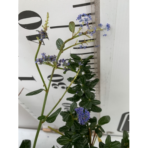 78 - TWO CEANOTHUS IMPRESSUS 'VICTORIA' IN FLOWER, IN 3 LTR POTS. APPROX 40CM TALL, TO BE SOLD FOR THE TW... 