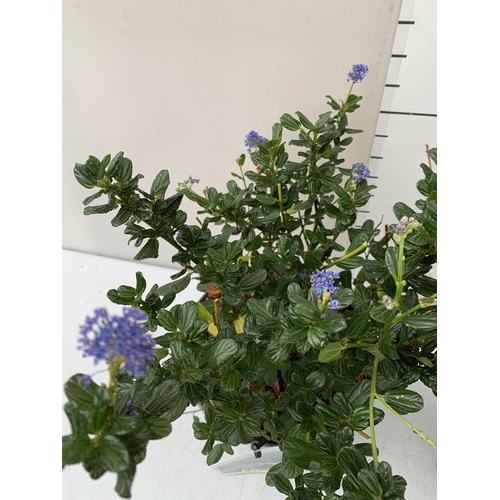 78 - TWO CEANOTHUS IMPRESSUS 'VICTORIA' IN FLOWER, IN 3 LTR POTS. APPROX 40CM TALL, TO BE SOLD FOR THE TW... 