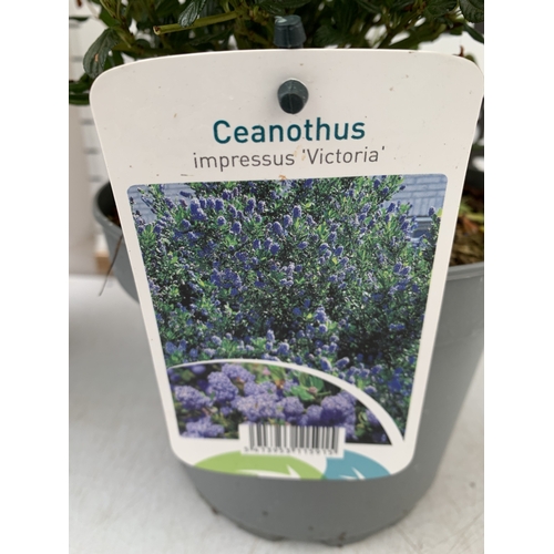 78 - TWO CEANOTHUS IMPRESSUS 'VICTORIA' IN FLOWER, IN 3 LTR POTS. APPROX 40CM TALL, TO BE SOLD FOR THE TW... 