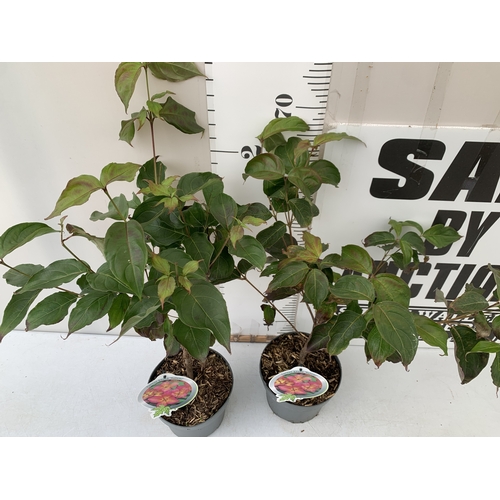81 - TWO CORNUS KOUSA PINK 'SATOMI'. DECIDUOUS SHRUBS WITH OVATE LEAVES TURNING PURPLE AND DEEP RED IN AU... 