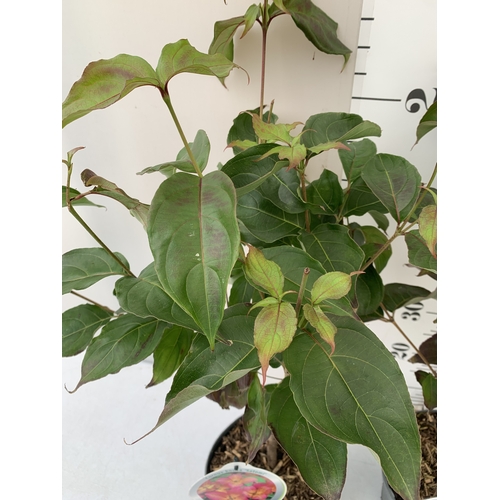 81 - TWO CORNUS KOUSA PINK 'SATOMI'. DECIDUOUS SHRUBS WITH OVATE LEAVES TURNING PURPLE AND DEEP RED IN AU... 
