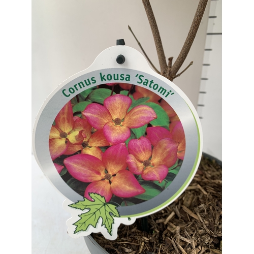 81 - TWO CORNUS KOUSA PINK 'SATOMI'. DECIDUOUS SHRUBS WITH OVATE LEAVES TURNING PURPLE AND DEEP RED IN AU... 