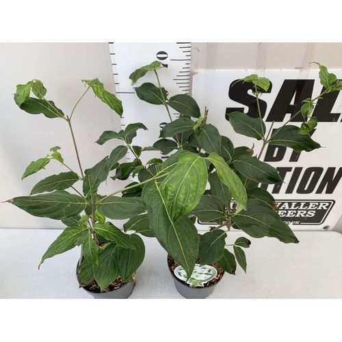 82 - TWO MIXED CORNUS KOUSA ONE WHITE 'CHINA GIRL' AND ONE WHITE 'MILKY WAY'. DECIDUOUS SHRUBS WITH OVATE... 