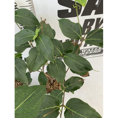 82 - TWO MIXED CORNUS KOUSA ONE WHITE 'CHINA GIRL' AND ONE WHITE 'MILKY WAY'. DECIDUOUS SHRUBS WITH OVATE... 